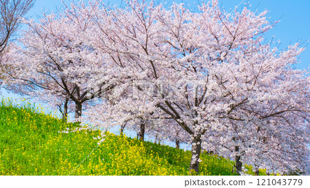 櫻花、油菜花（大川津分水嶺櫻花線） 121043779