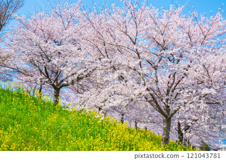 Cherry blossoms and rape blossoms (at the Okawazu Canal Cherry Blossom Line) 121043781