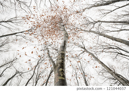 Beech tree leaves 121044037