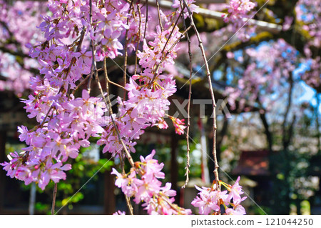 翠花天滿宮美麗的垂櫻(京都府京都市上京區) 翠花天滿宮美麗的垂櫻(京都府京都市上京區) 121044250