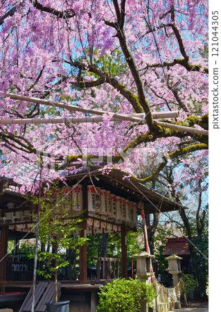 翠花天滿宮美麗的垂櫻（京都府京都市上京區） 121044305