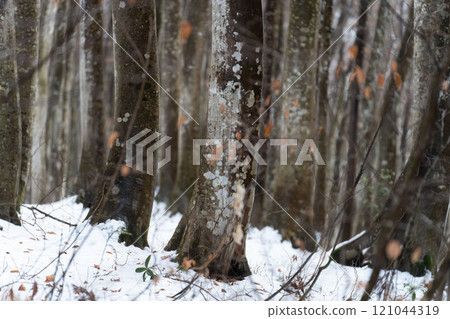 Beech forest in early winter, Bijinrin, Niigata Prefecture 121044319