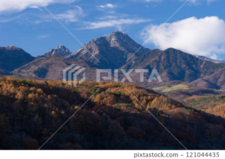The yellow leaves of the larch trees shine in the setting sun in a shadowed valley, with Mount Akadake in the background. 121044435