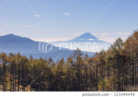 透過葉子已經開始變黃的落葉松林，富士山在晨霧中搖曳 121044449