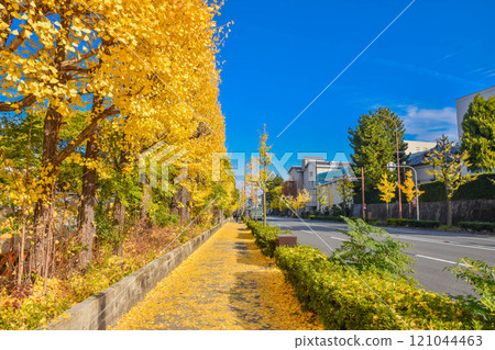 Autumn in Kyoto City Hyakumanben: Streets around Kyoto University 121044463