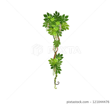 Tropical liana vine, vertical branch of jungle rainforest ivy with leaves, cartoon vector. Tropical liana or creeping jungle tree and bindweed plant with curly tendrils and rainforest monstera leaves Tropical liana vine, vertical branch of jungle rainforest ivy with leaves, cartoon vector. Tropical liana or creeping jungle tree and bindweed plant with curly tendrils and rainforest monstera leaves 121044476