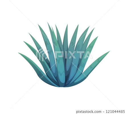 Cartoon blue agave plant, ingredient for tequila production, desert cactus flower with sharp, spiky leaves arranged in a rosette shape. Isolated vector significant in both Mexican culture and cuisine Cartoon blue agave plant, ingredient for tequila production, desert cactus flower with sharp, spiky leaves arranged in a rosette shape. Isolated vector significant in both Mexican culture and cuisine 121044485