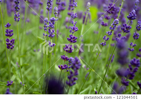 A Stunning Lavender Field in Full Bloom, Showcasing Beautiful and Vibrant Purple Flowers 121044501