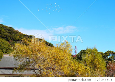 秋葉中鶴岡八幡宮上空飛翔的鳥群 121044503