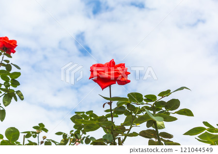 紅玫瑰和藍天 121044549