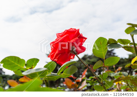 一朵紅玫瑰 一朵紅玫瑰 121044550