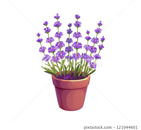 Cartoon lavender cosmetics and care, lavender flowers in flowerpot, vector icon. Provence lavender flowers for SPA or aromatherapy and perfume design, aromatic herb for natural organic cosmetics 121044601