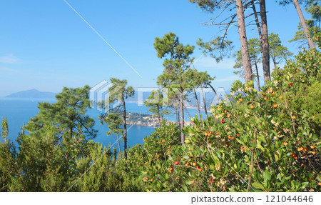 View of sea from top mountain. Nature and pine trees. Cove and landscape of Mediterranean Sea. Tourism and vacation.  121044646
