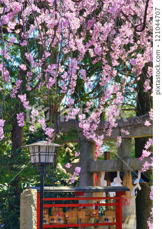 翠花天滿宮美麗的垂櫻（京都府京都市上京區） 121044707