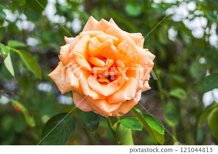 Yellow rose 121044813