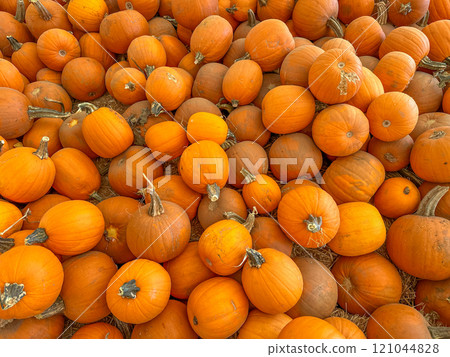 Large piles scattering of small pumpkins and gourds Large piles scattering of small pumpkins and gourds 121044828