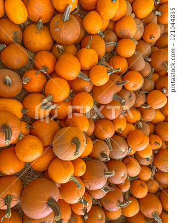 Large piles scattering of small pumpkins and gourds Large piles scattering of small pumpkins and gourds 121044835