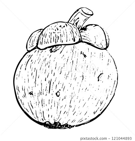 Mangosteen ink graphic vector illustration isolated on white background. High quality hand drawn black and white art for food design, packages, restaurant menu, fruit ads, label, logo and decor Mangosteen ink graphic vector illustration isolated on white background. High quality hand drawn black and white art for food design, packages, restaurant menu, fruit ads, label, logo and decor 121044893