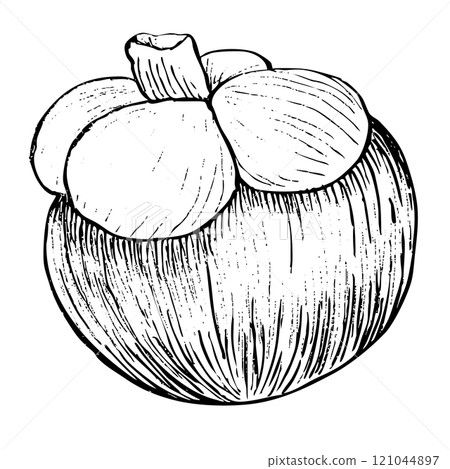 Mangosteen ink graphic vector illustration isolated on white background. High quality hand drawn black and white art for food design, packages, restaurant menu, fruit ads, label, logo and decor 121044897