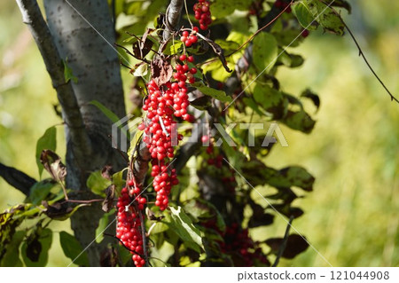 Bright red fruit of autumn: Korean Schisandra Bright red fruit of autumn: Korean Schisandra 121044908