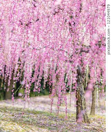 Buddy plum of Seongnam-gu Buddy plum of Seongnam-gu 121044979