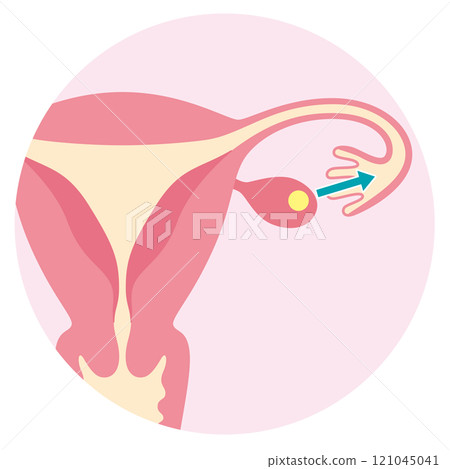 排卵排卵、不孕症治療、不孕症計時方法 121045041