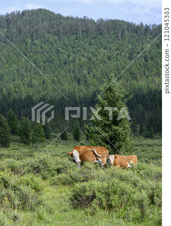 A cow and a calf in a meadow at the foot of a forested mountain in the Altai Mountains 121045383