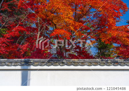 White walls of Saihoji Temple surrounded by autumn leaves (Nishigamo, Kita Ward, Kyoto City) White walls of Saihoji Temple surrounded by autumn leaves (Nishigamo, Kita Ward, Kyoto City) 121045486