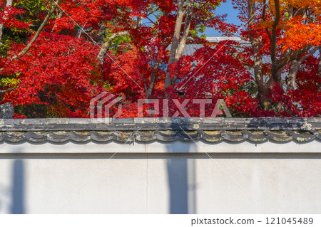 西芳寺被紅葉包裹著(京都市北區西賀茂市) 西芳寺被紅葉包裹著(京都市北區西賀茂市) 121045489