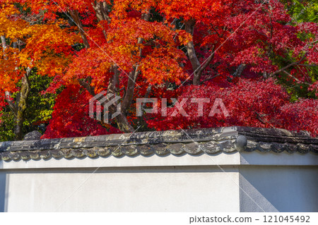 西芳寺被紅葉包裹著(京都市北區西賀茂市) 西芳寺被紅葉包裹著(京都市北區西賀茂市) 121045492