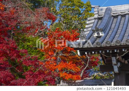 西芳寺被紅葉包裹著(京都市北區西賀茂市) 西芳寺被紅葉包裹著(京都市北區西賀茂市) 121045493