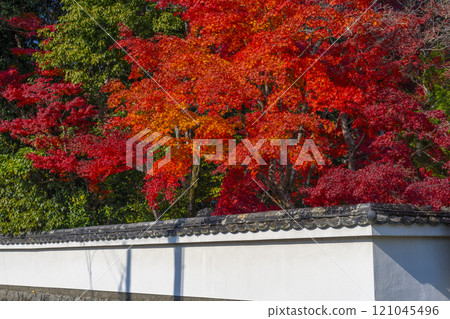 Saihoji Temple surrounded by autumn leaves (Nishigamo, Kita Ward, Kyoto City) 121045496
