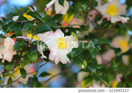 Sasanqua flowers in full bloom 121045527