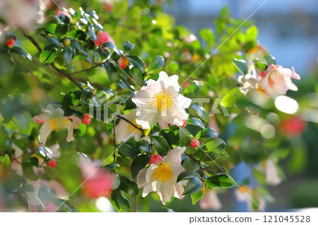 Sasanqua flowers in full bloom Sasanqua flowers in full bloom 121045528