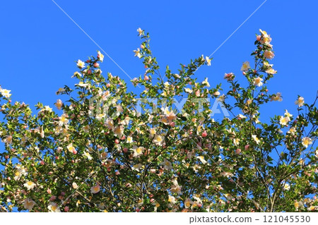 茶梅花盛開 121045530