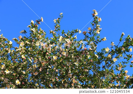 Sasanqua flowers in full bloom Sasanqua flowers in full bloom 121045534