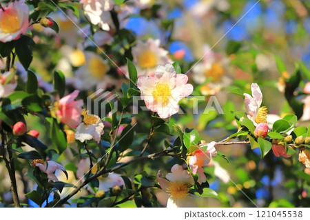 Sasanqua flowers in full bloom Sasanqua flowers in full bloom 121045538