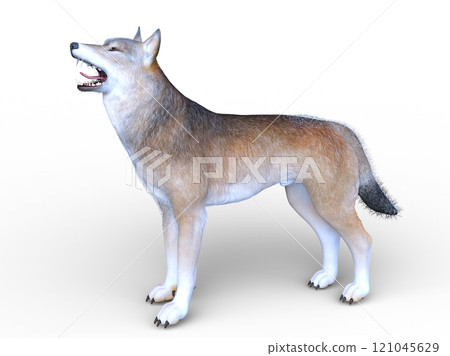 Wolf Wolf 121045629