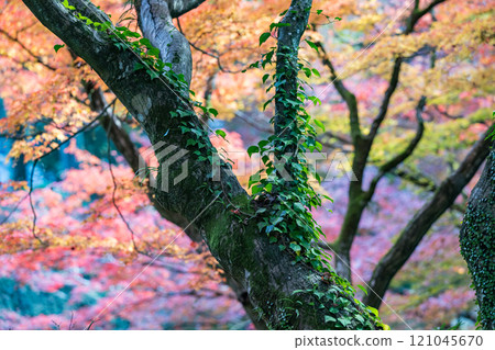 秋天的樹葉斑點與美麗的楓葉 秋天的樹葉斑點與美麗的楓葉 121045670