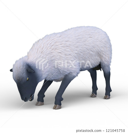 Sheep Sheep 121045758