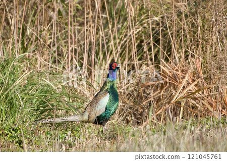Pheasant pheasant / Japan 121045761