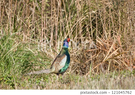 雉雞/日本 雉雞/日本 121045762