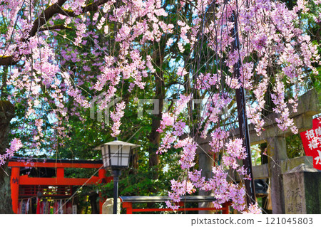 Beautiful weeping cherry blossoms at Suika Tenmangu Shrine (Kamigyo Ward, Kyoto City, Kyoto Prefecture) 121045803