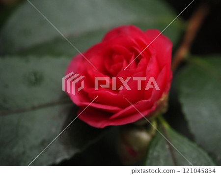 溫柔的紅茶梅花 121045834