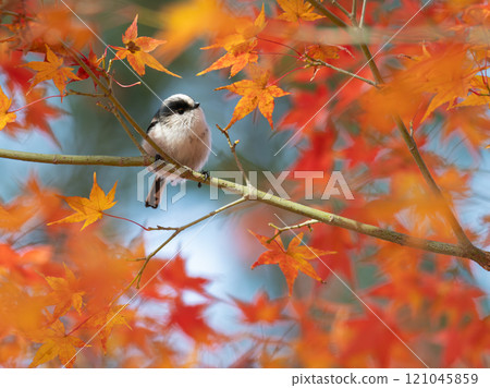 Cute long-tailed tit on autumn leaves background Cute long-tailed tit on autumn leaves background 121045859