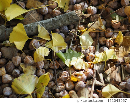 Dead leaves that fell to the ground 121045967