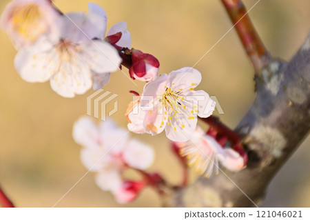 Plum blossom red plum Plum blossom red plum 121046021