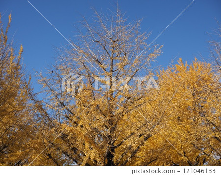 Ginkgo billy in the blue sky Ginkgo billy in the blue sky 121046133