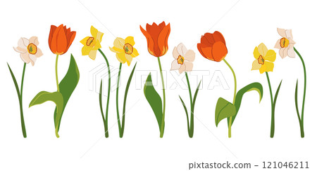 Beautiful set of tulips and daffodils isolated on white background. Red, yellow and white spring flowers, gift for International Women's Day or Mother's Day. Colorful vector illustration in flat style 121046211