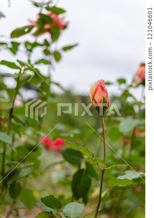 一朵紅玫瑰 一朵紅玫瑰 121046601